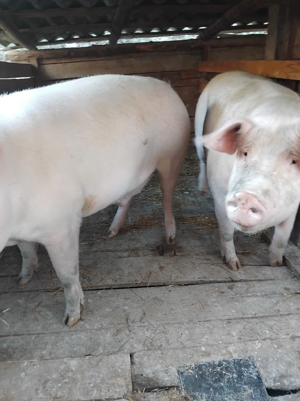 porci de vânzare 