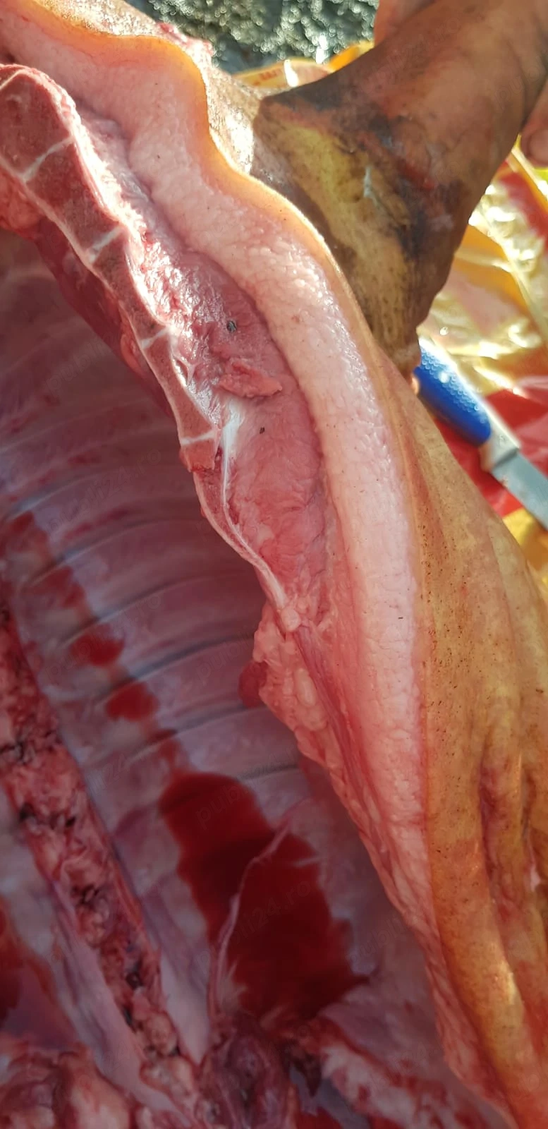 Porc Mangalița crescut lent, sacrificat tradițional cu paie