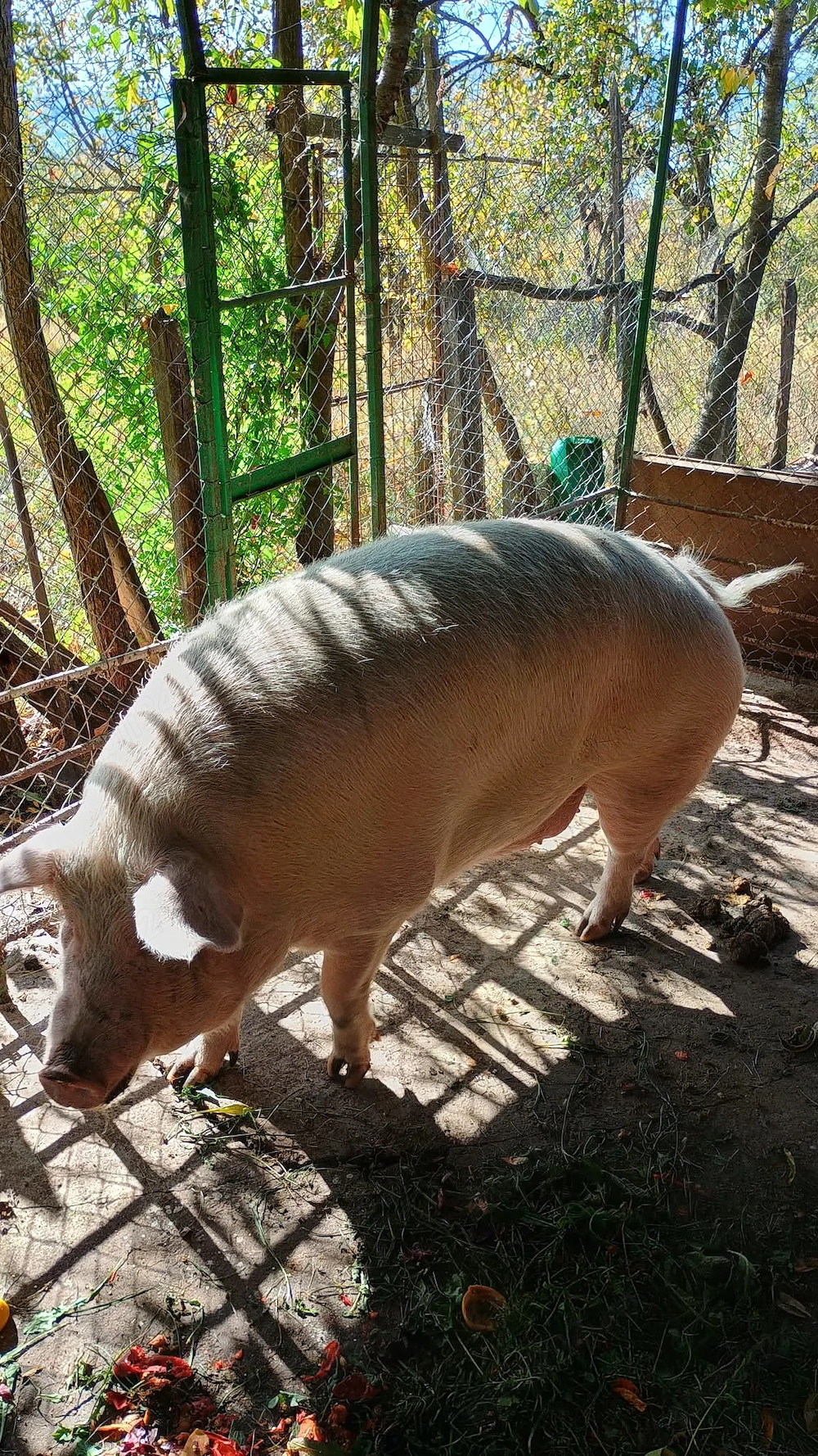 Porc de vanzare