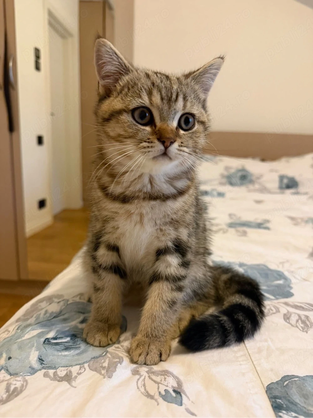 Puiuțe adorabile British - Scottish Shorthair, jucăușe și blânde (2 luni)