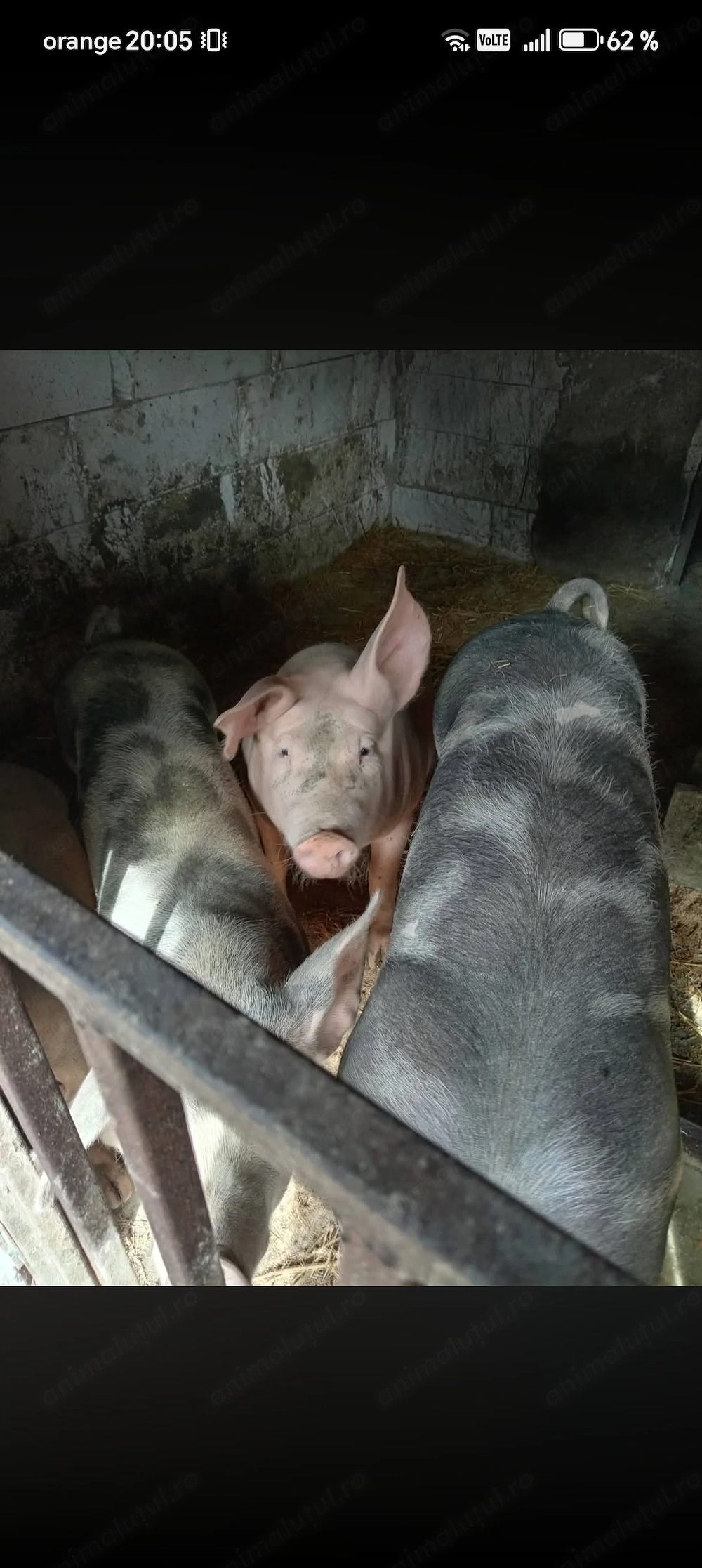 Vând porci de rasă 
