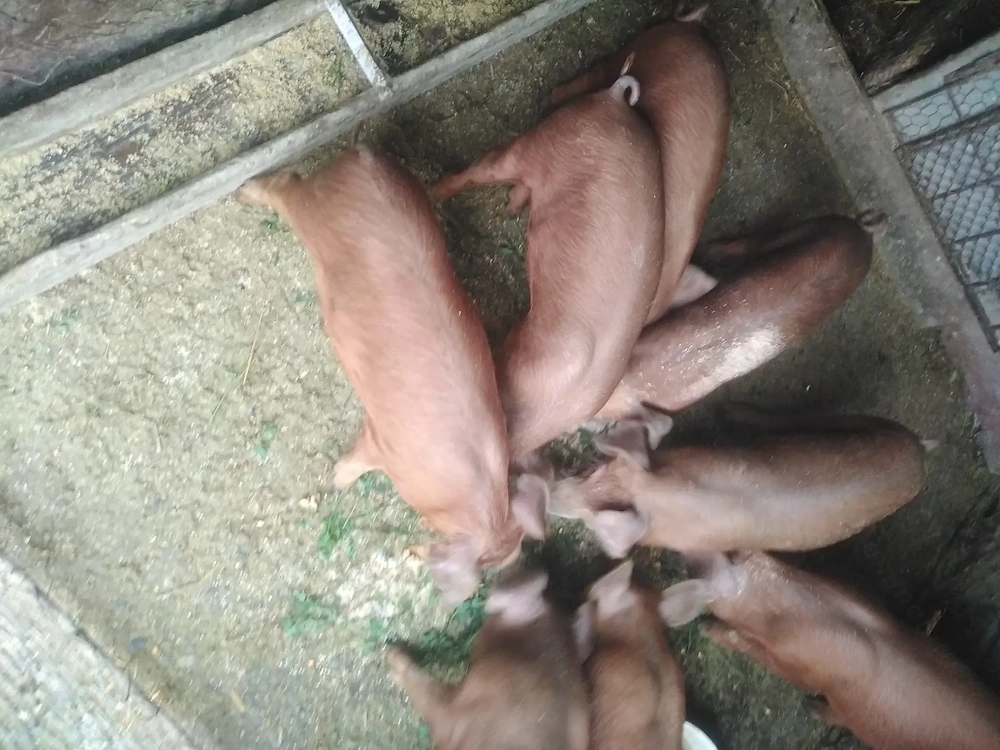 Vând purcei de 9 saptamani