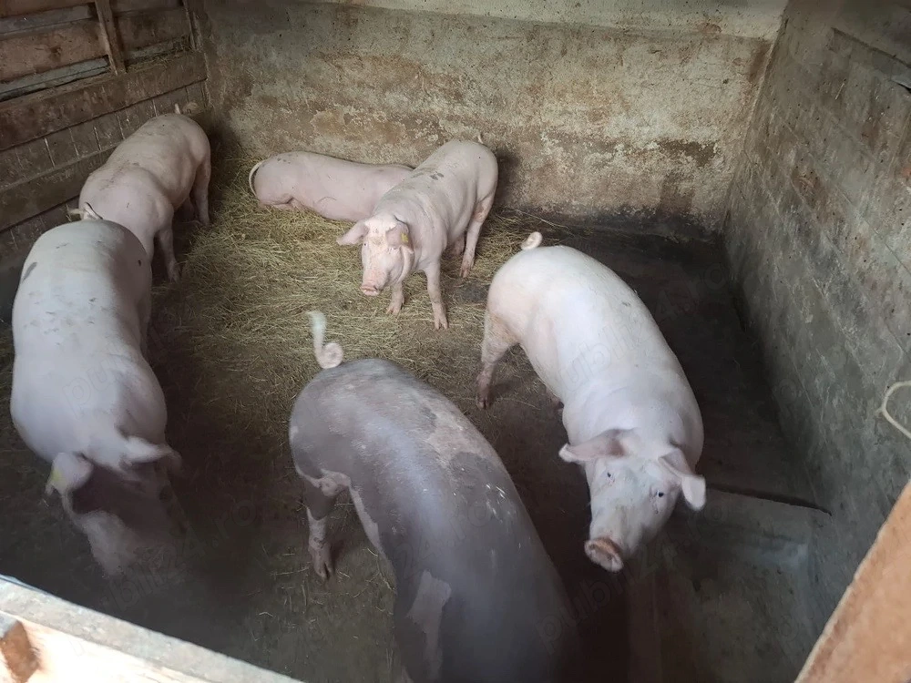 Purcei Si Porci De Vanzare