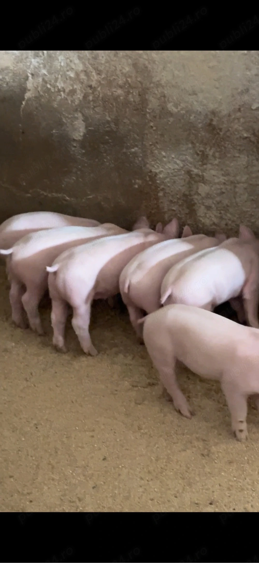 porci Craciun