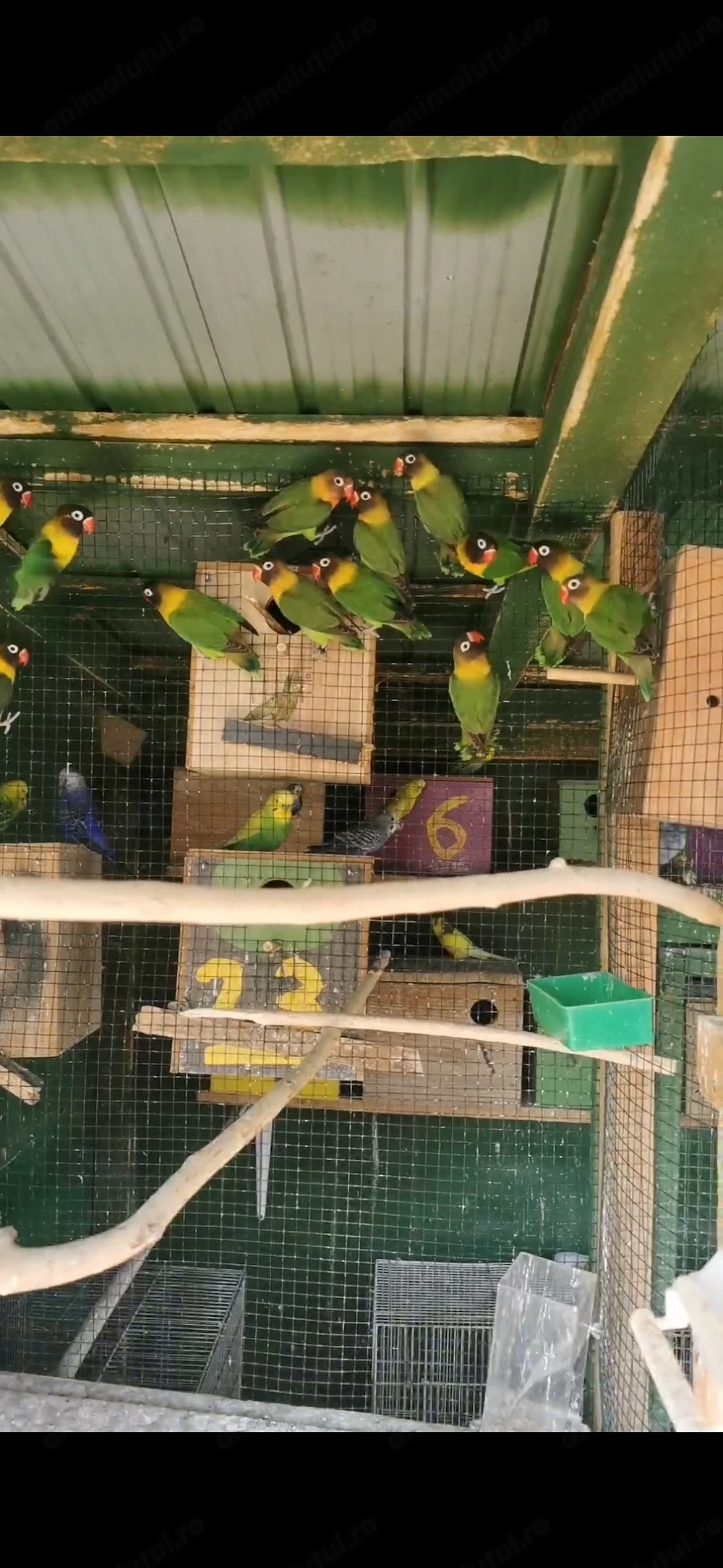 Vând papagali agapornis personatus 