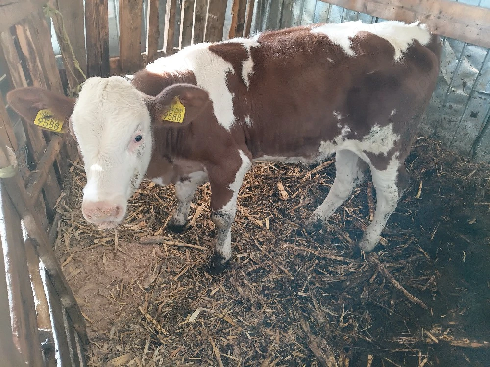 vând doua vitele baltata foarte frumoase 