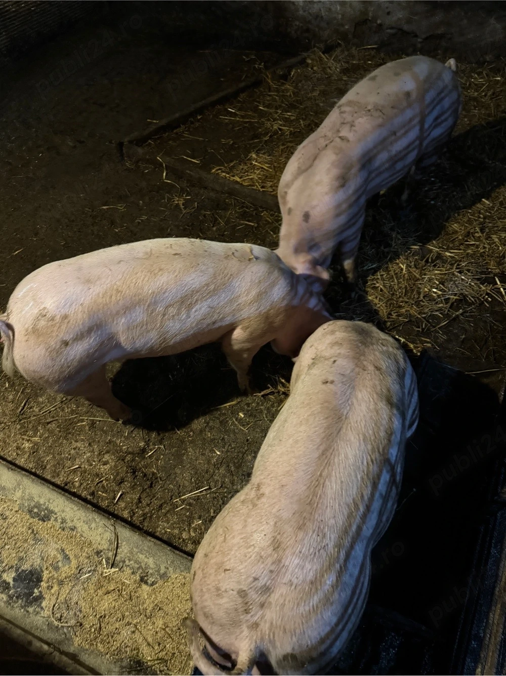 Vand porci pentru Craciun