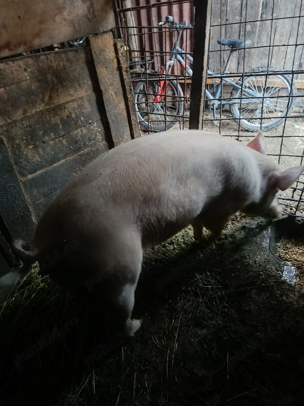 Porc de vânzare 