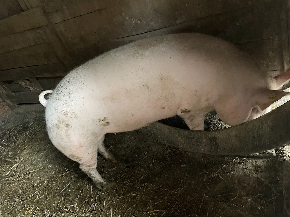 Tinut la curte cu cereale si lături