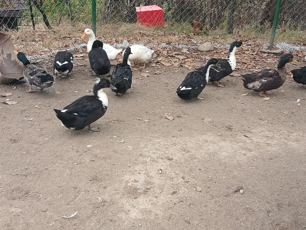 Vand rate romanesti cu varta de 1 an.