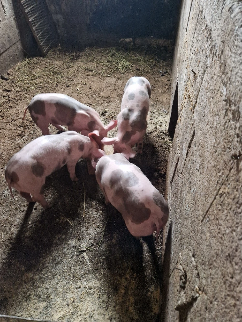 disponibil purcei de casa pietran