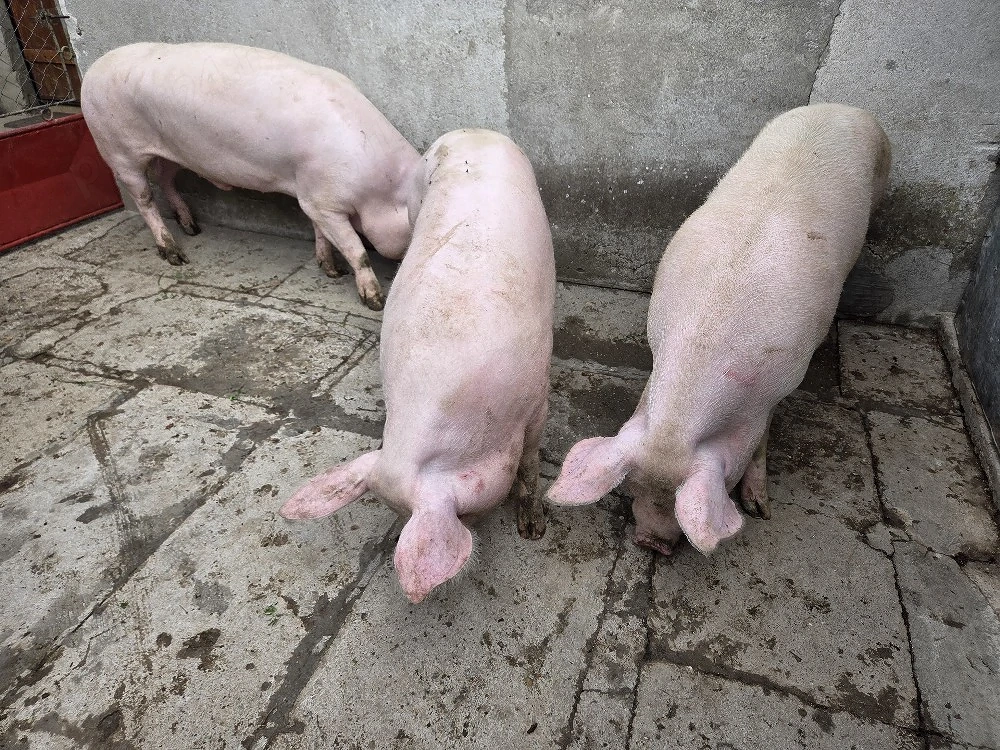 Vând porci grasi