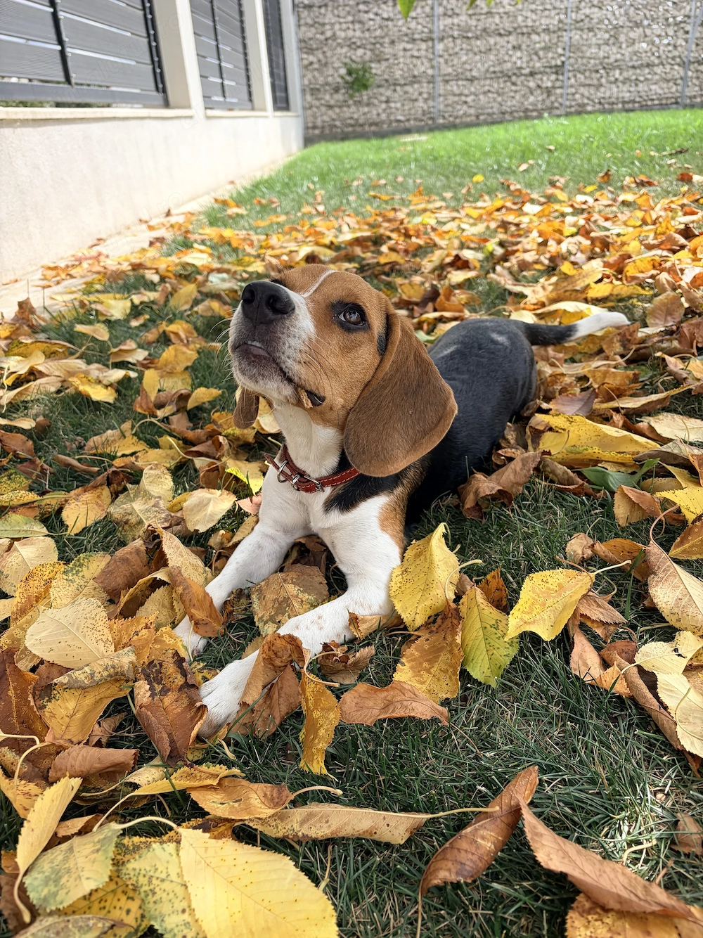 Beagle femela 7 luni tricolor