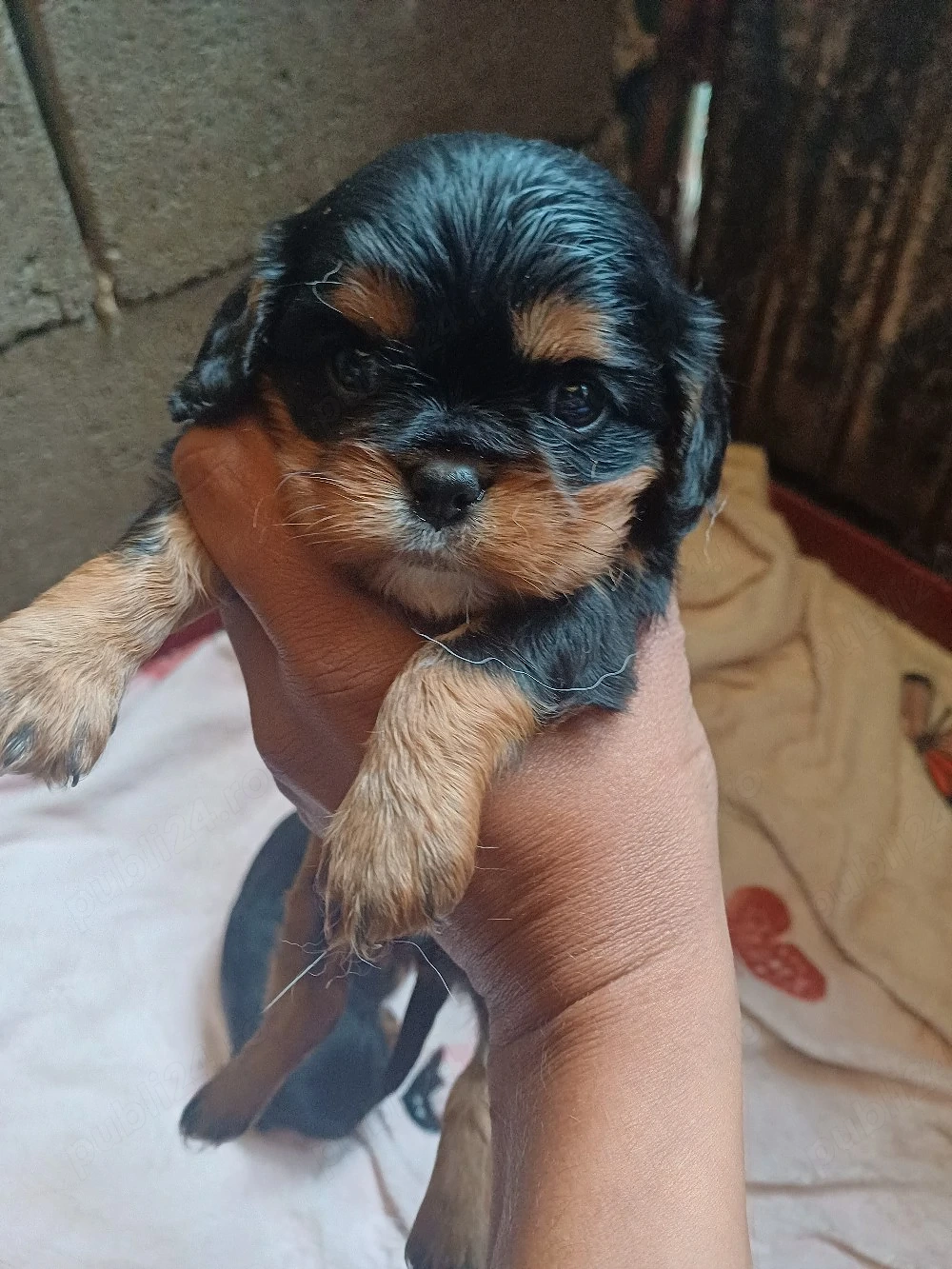 Vand Cavalier King Charles 