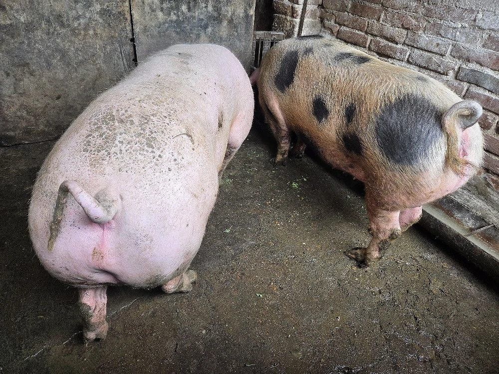 Vând porci grasi 