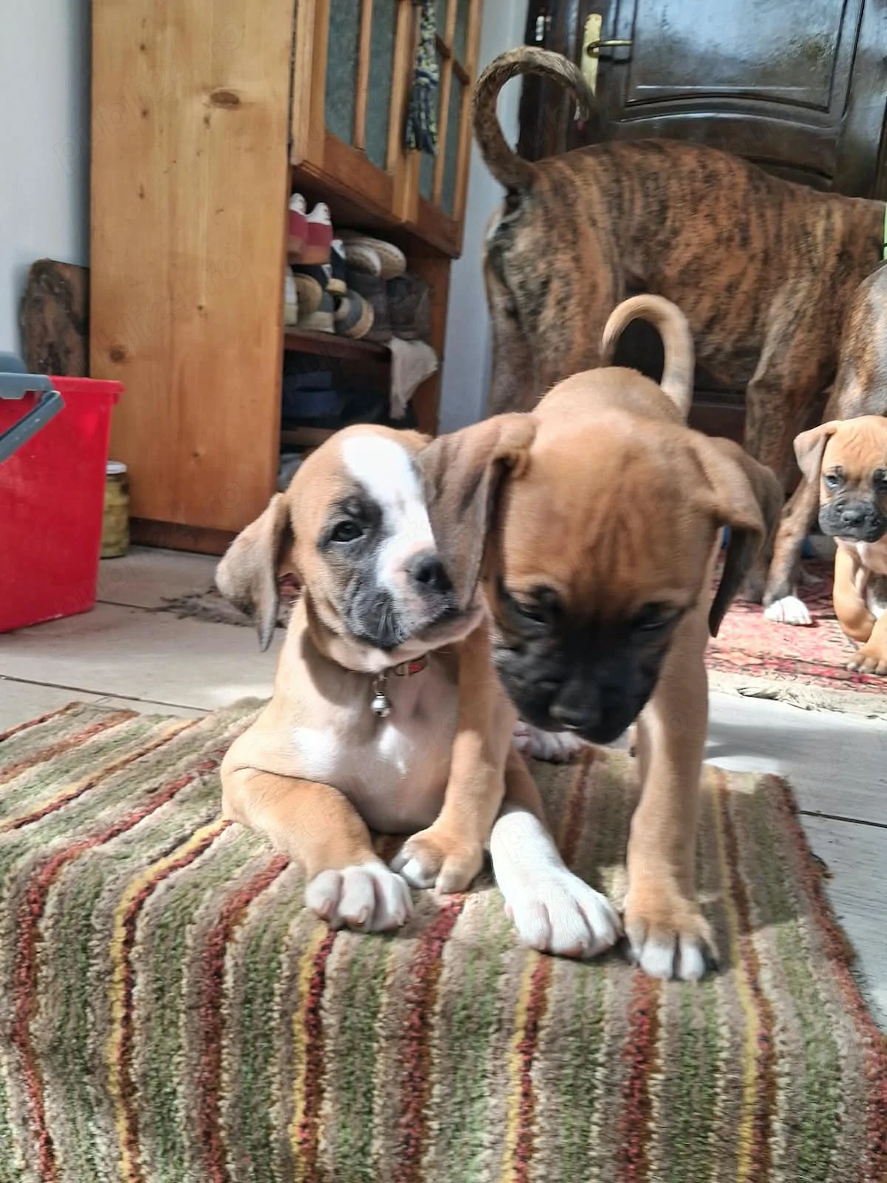 de vânzare cățeluși rasa boxer