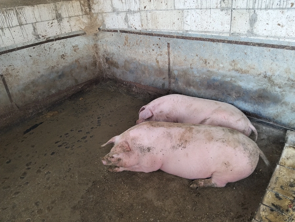 Porci crescuți în gospodăria proprie 