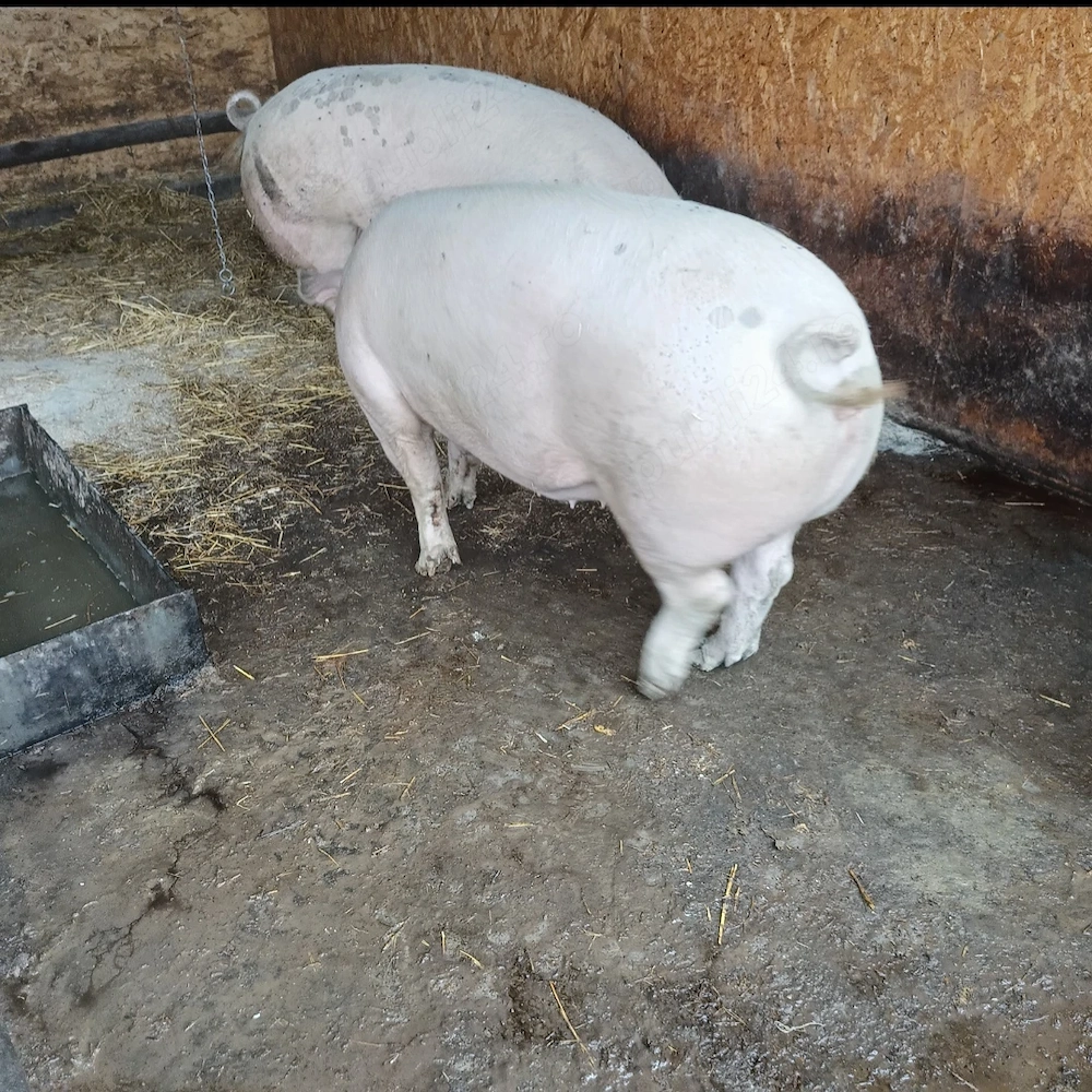 Avem porci de vânzare. Crescuți cat se poate de natural