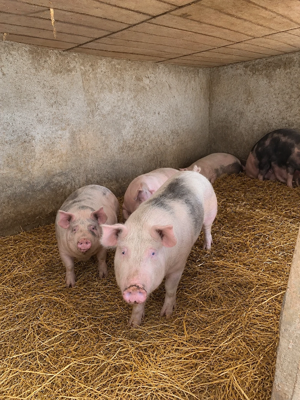 Vand porci si purcei