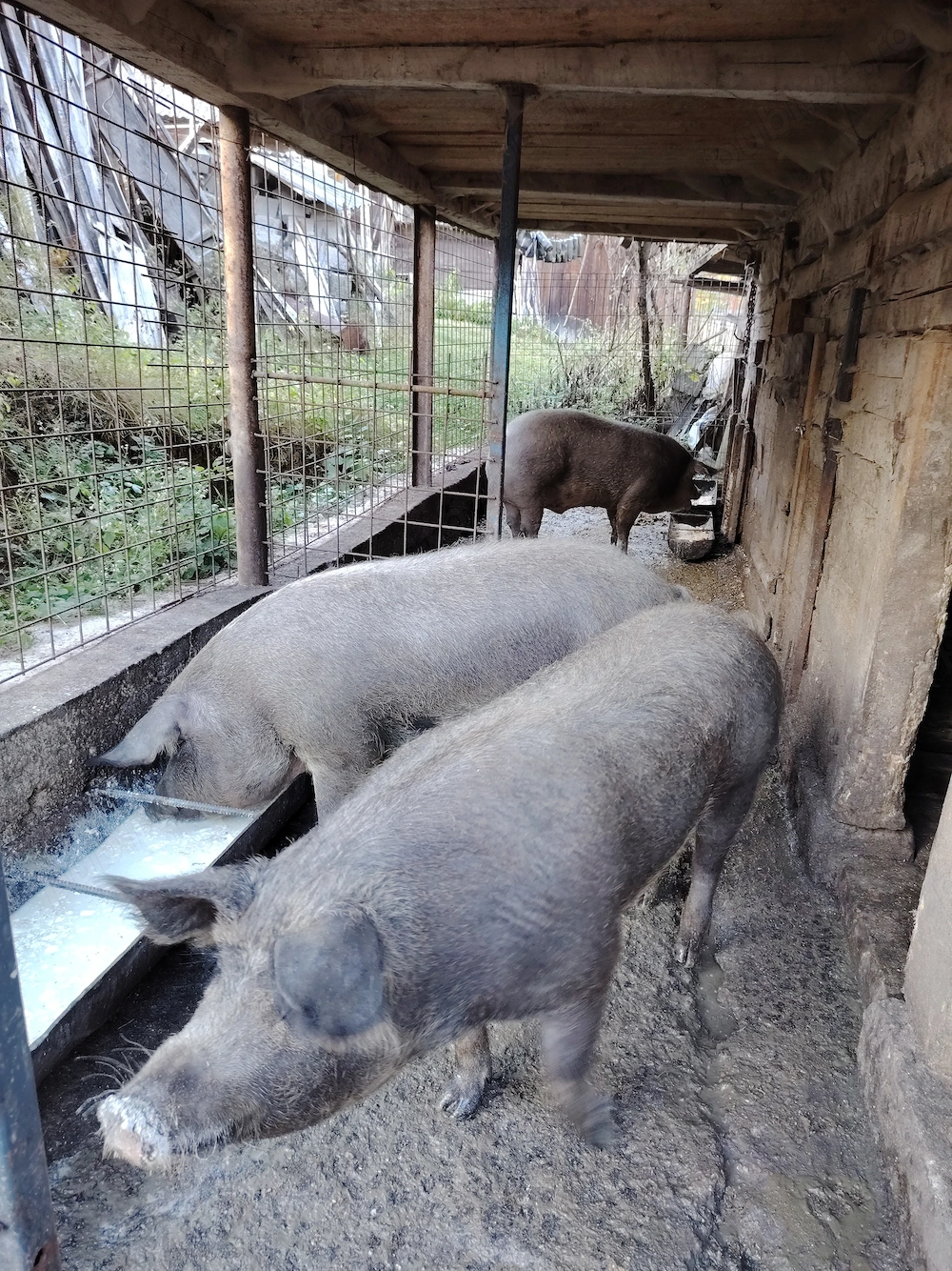 Porci și junincă de vânzare 