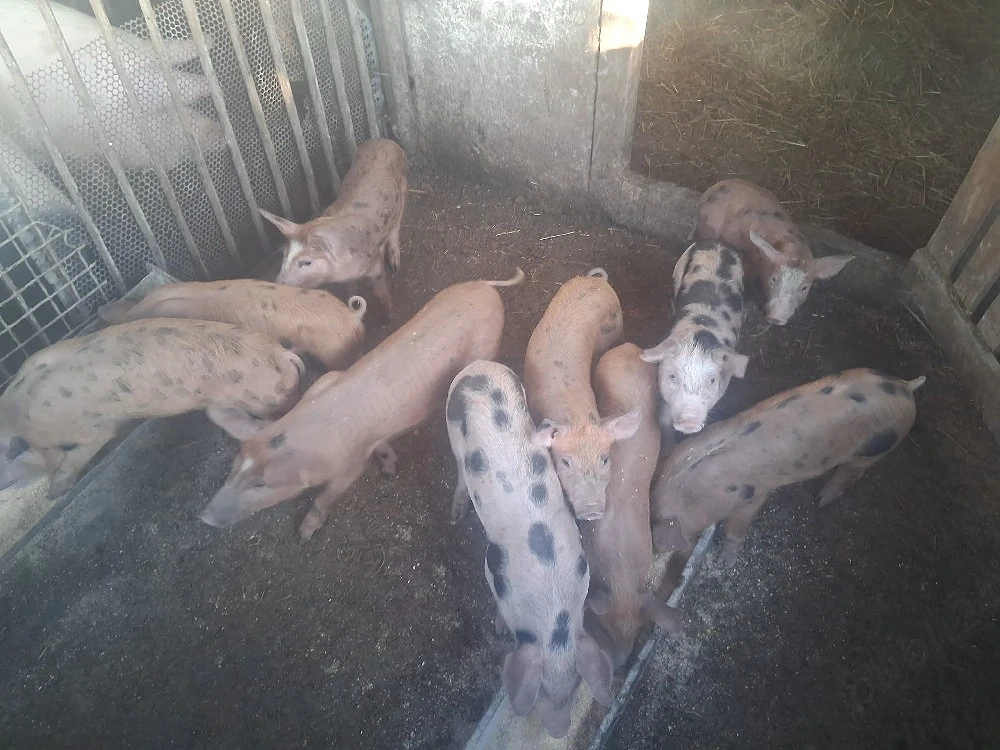 Porci de vânzare