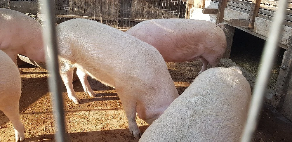 Porci de carne
