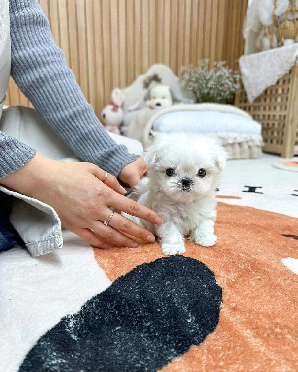 Bichon maltez mini toy poze reale 