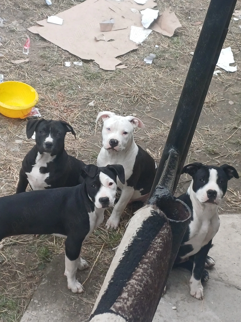 Pui Amstaff 