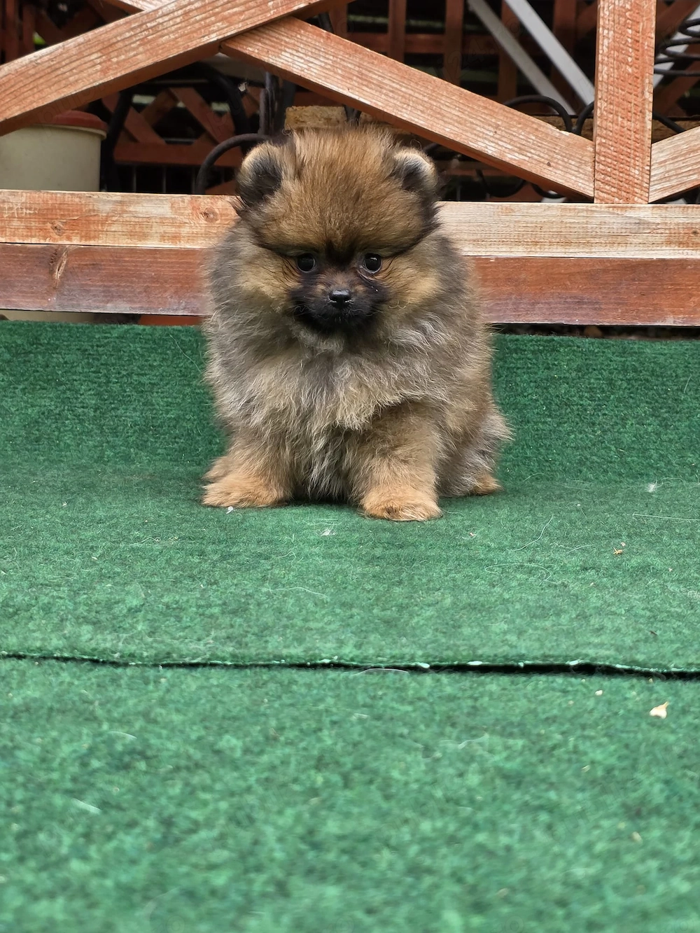 Pomeranian mini toy roscat cu pedigree A -FCI si pasaport 