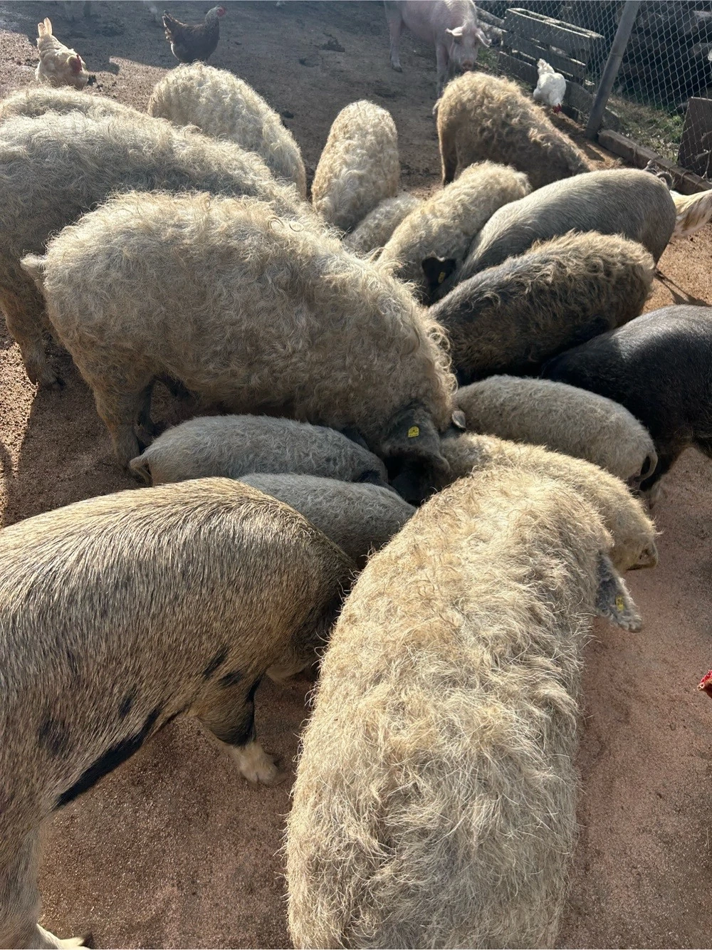 Porci mangalita de vanzare 