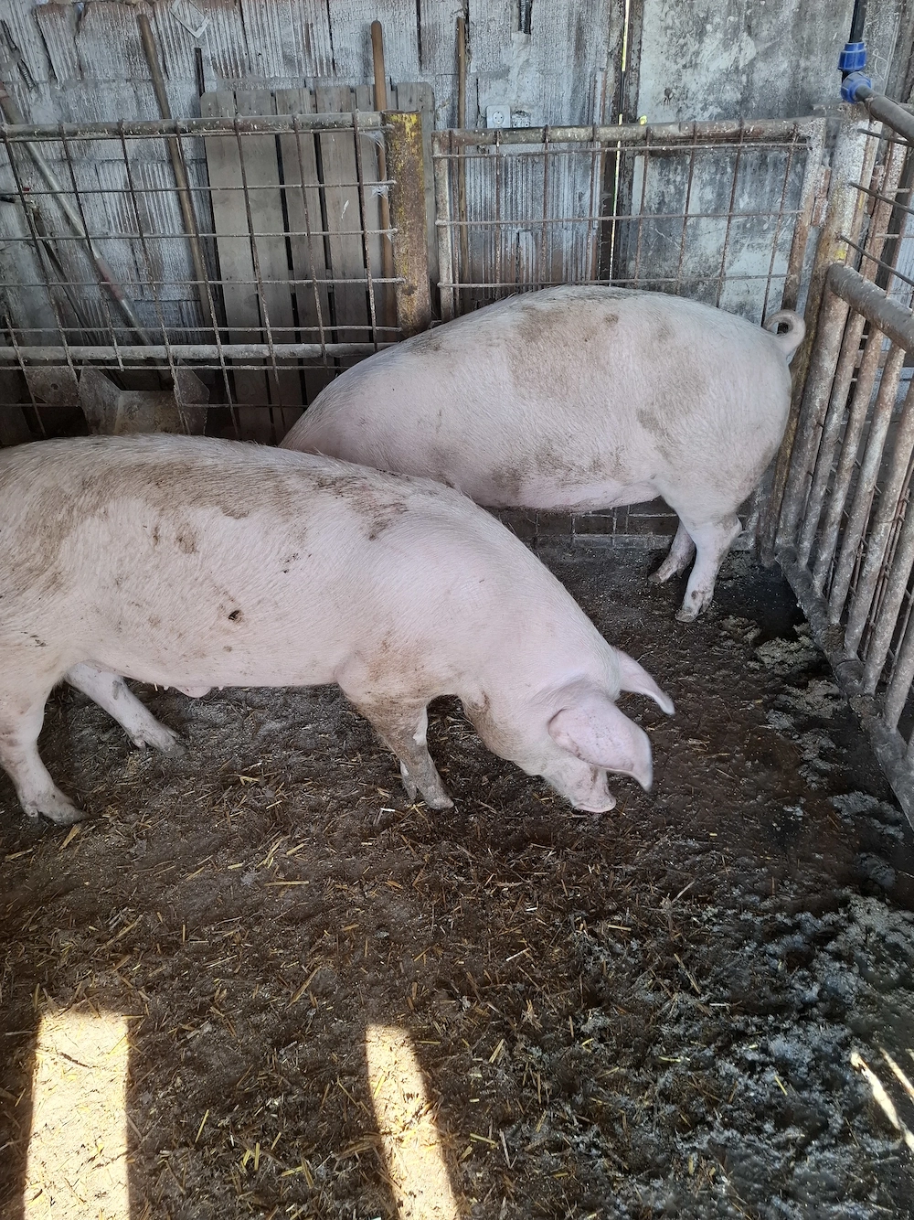 Porci de vinzare rasa mixta