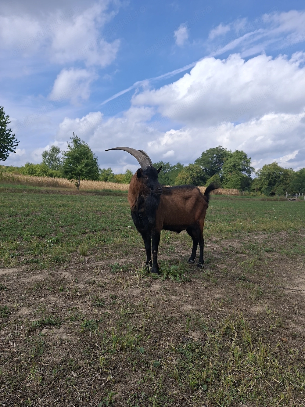 Vând țap alpin francez 2,5 ani foarte bun reproducător!!!