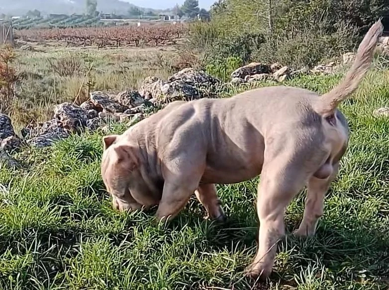 America Bully disponibile 