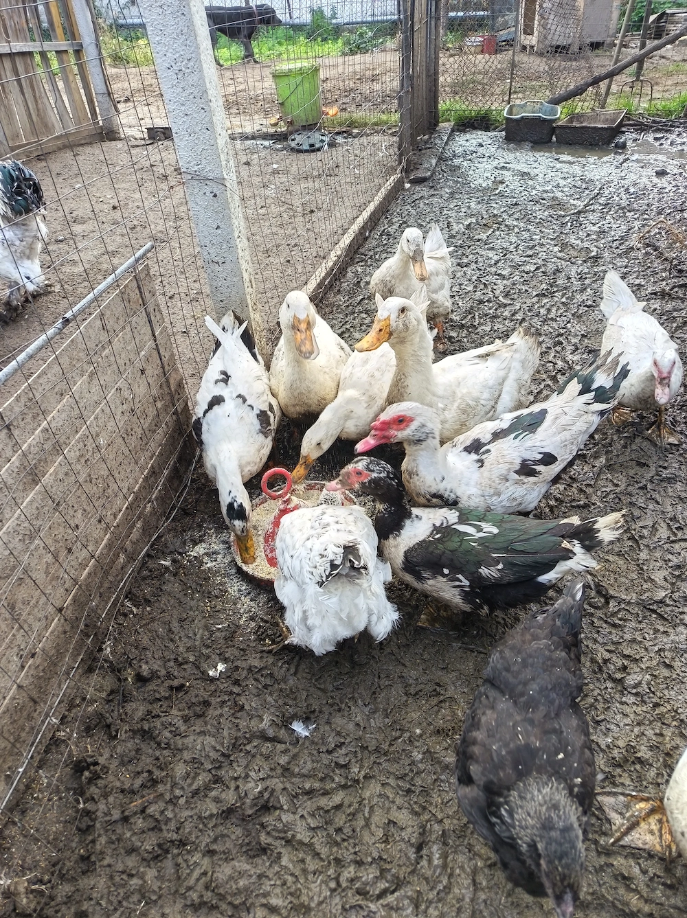 Rate mute și Pekin 