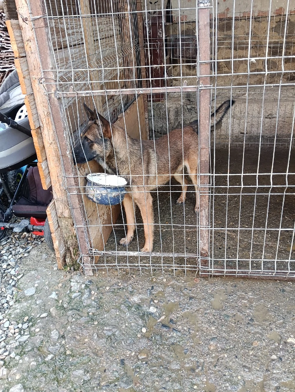 vând o femela de  bucovina si un mascul de malinois 