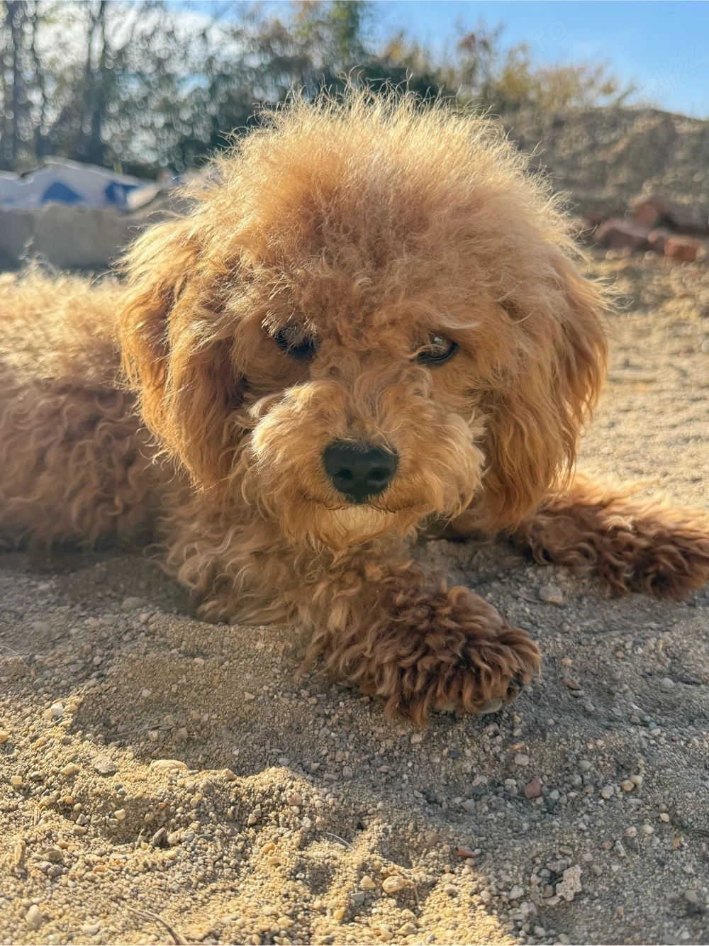 Baietel maltipoo îsi cauta o familie iubioare 