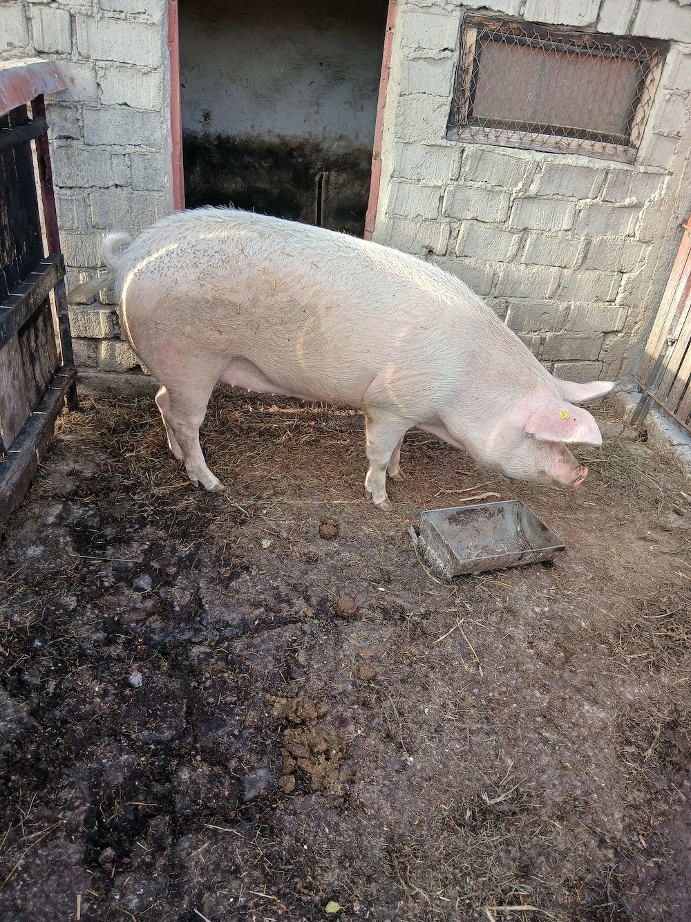 Porci 200-300 kg