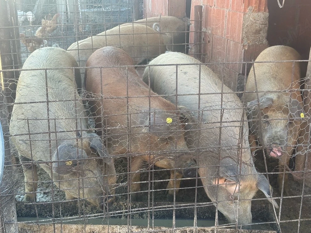 vand porci pentru sacrificat