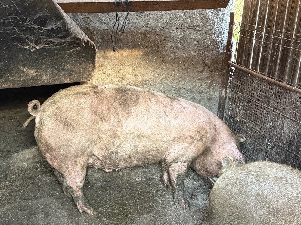 Porci pt masa de Craciun 