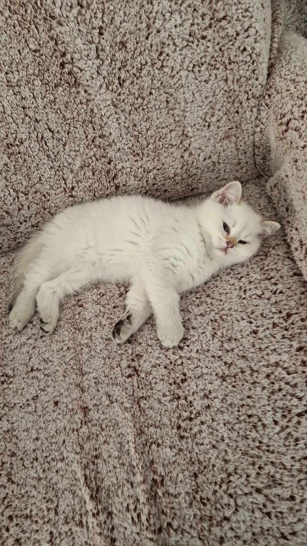 Pui British shorthair