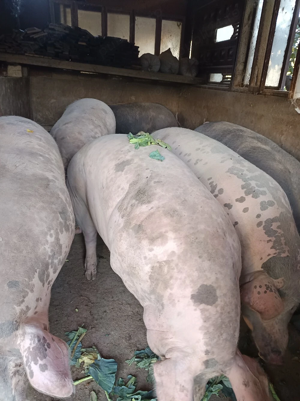 Porci mari