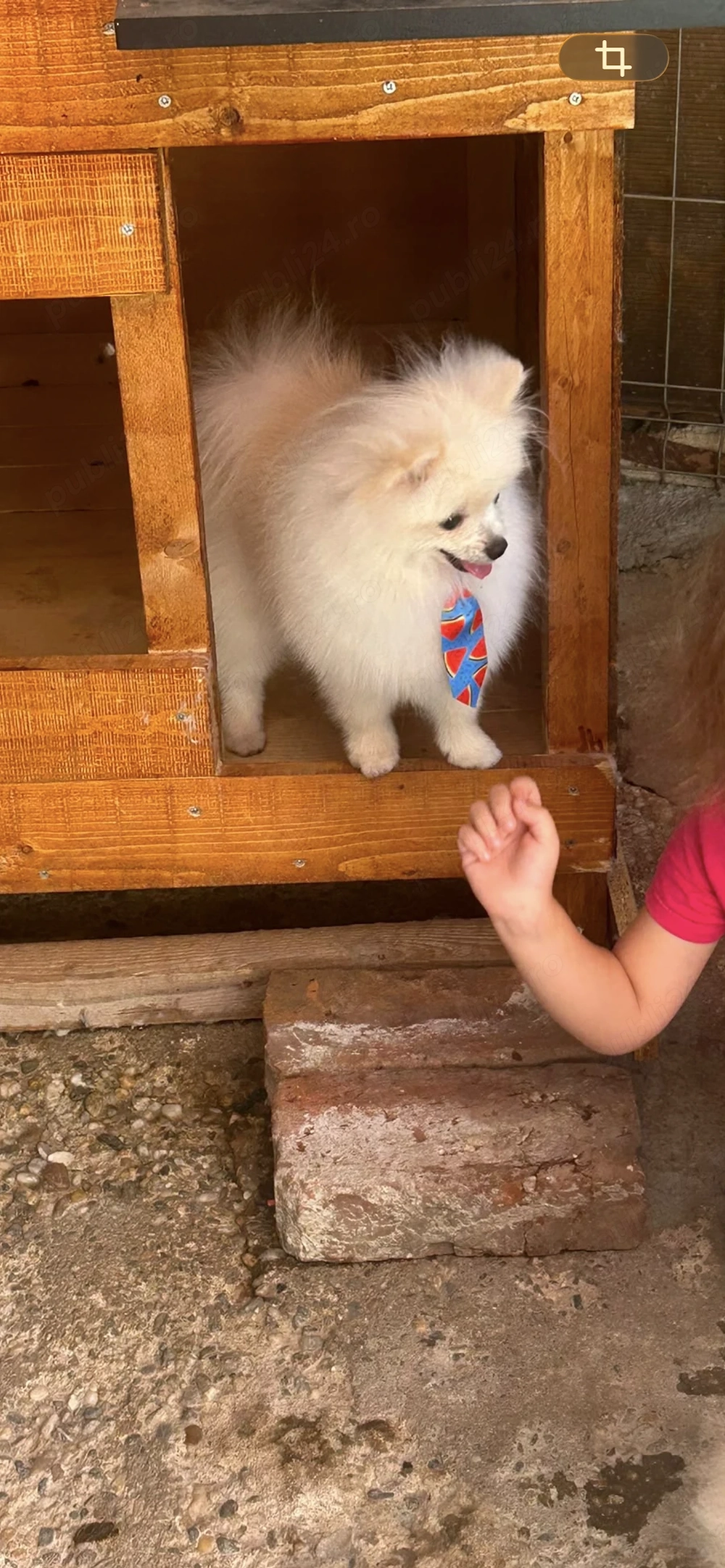 Pomeranieni de vânzare 