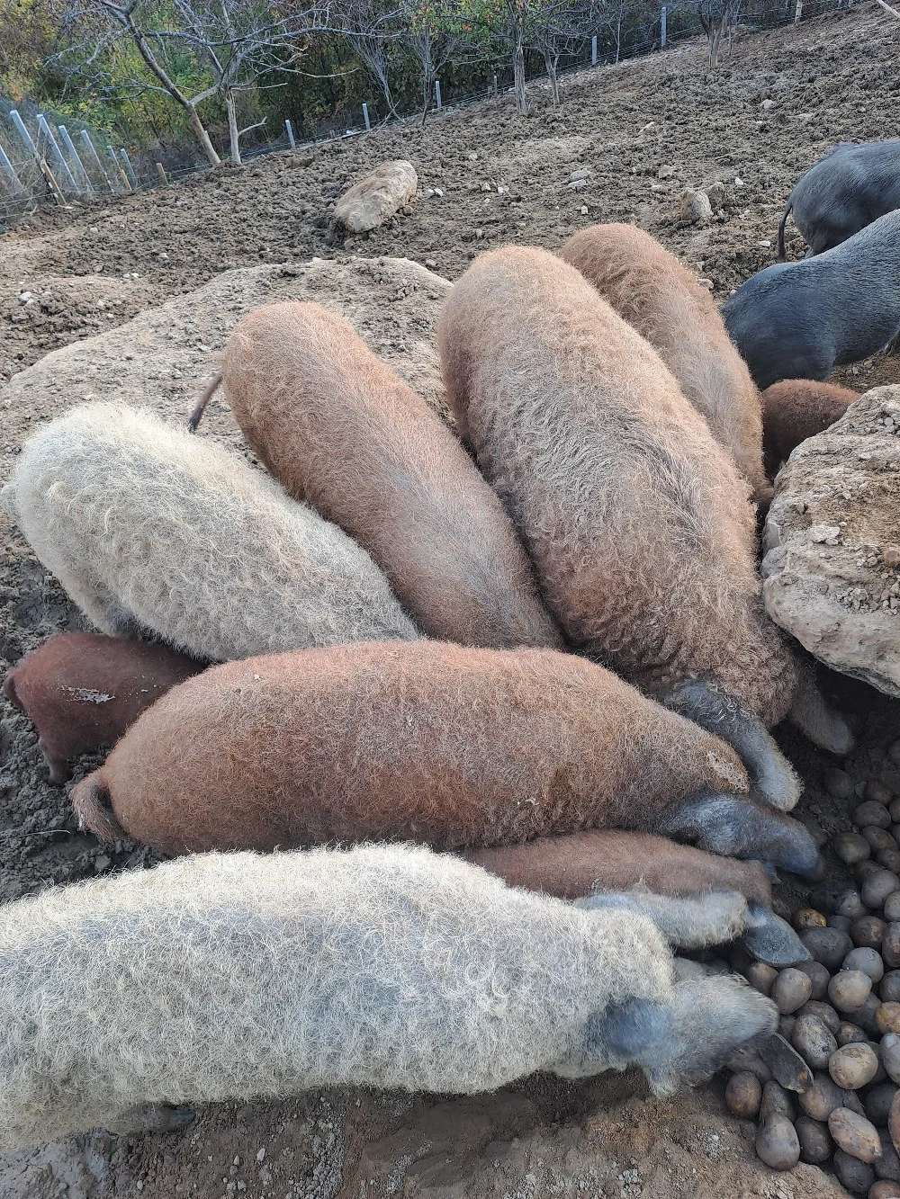 porci mangalita 