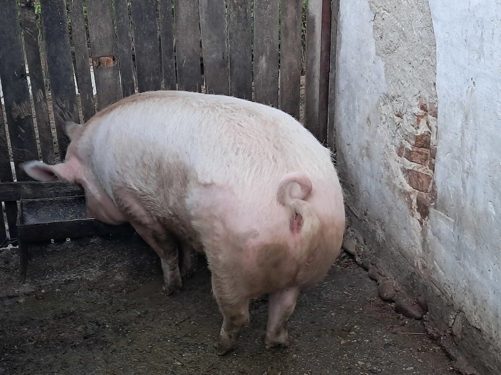 Vand scroafa   purcea crescuta natural la tara   250+ kg