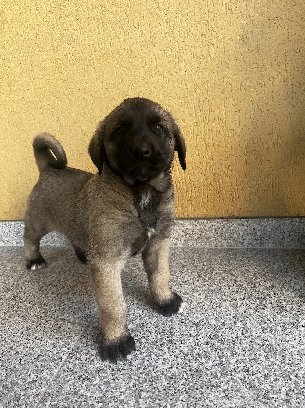Vand femele rasa Kangal