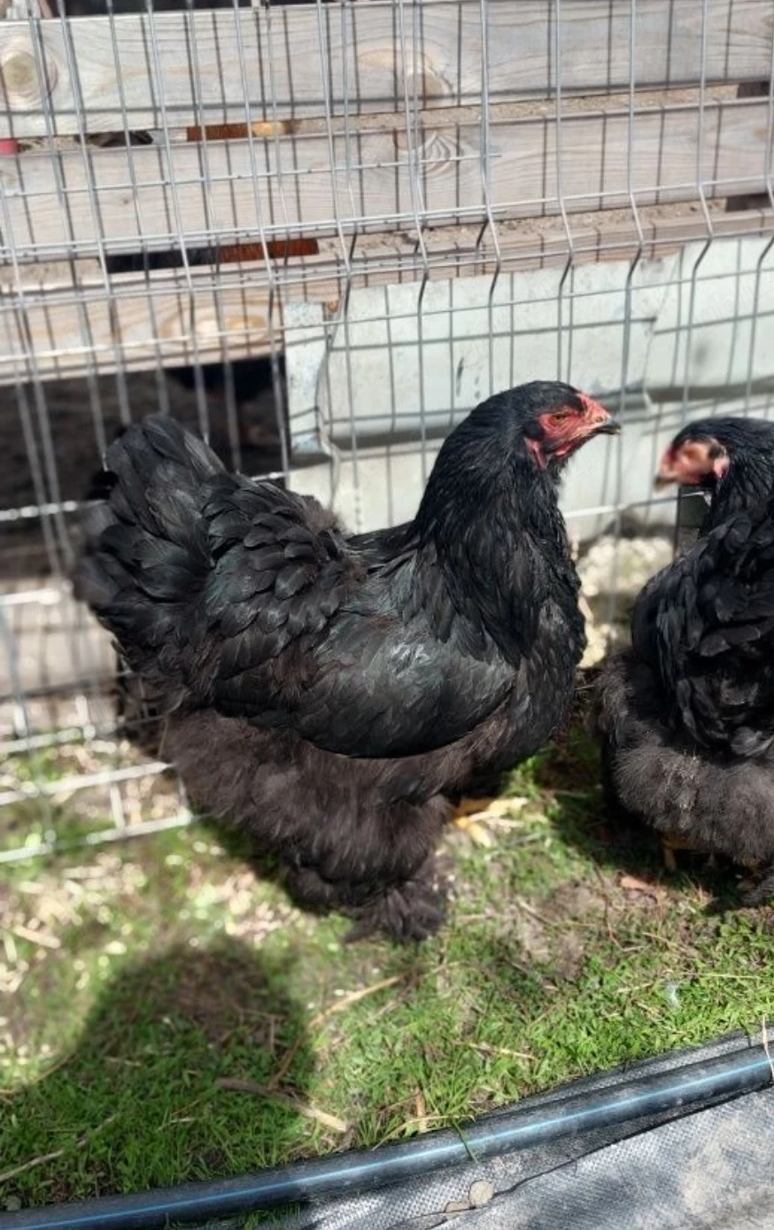 Vând gaini brahma negru