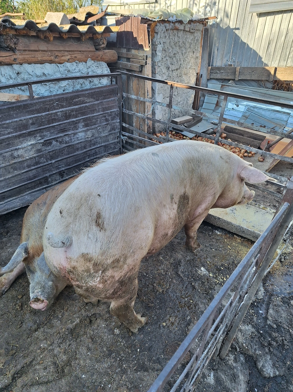 Vând porc pentru Crăciun 
