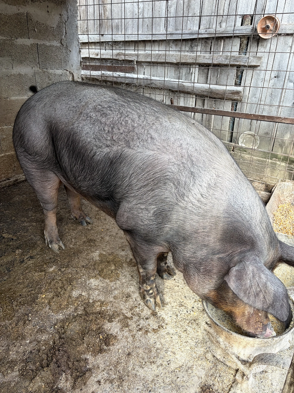 Porci de vanzare