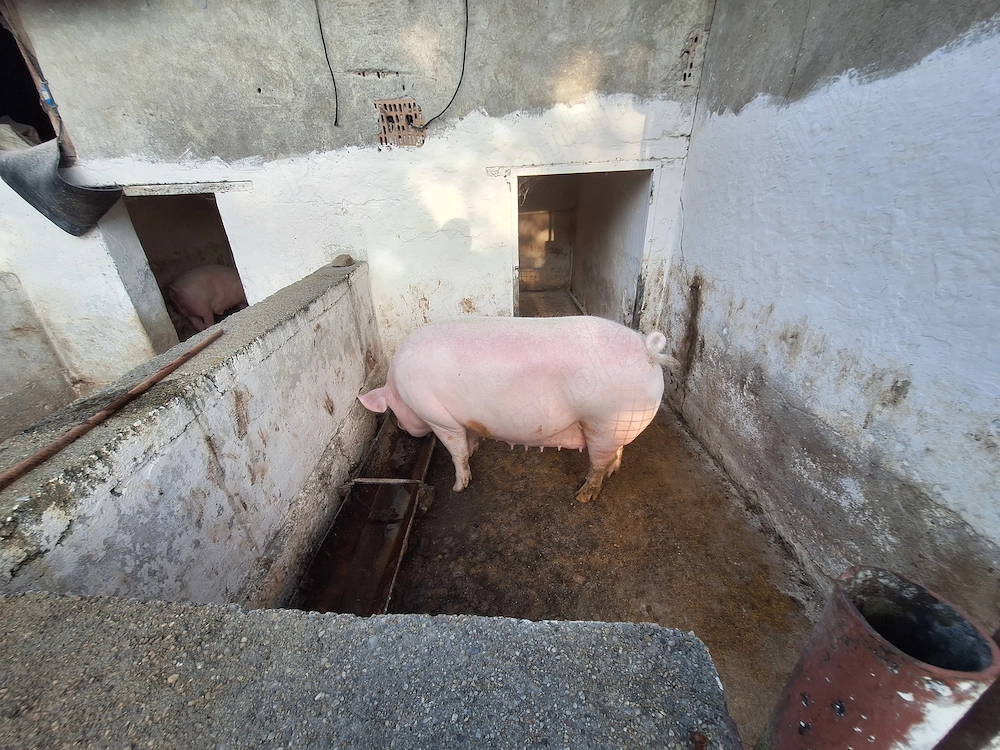 De vanzare porc ......