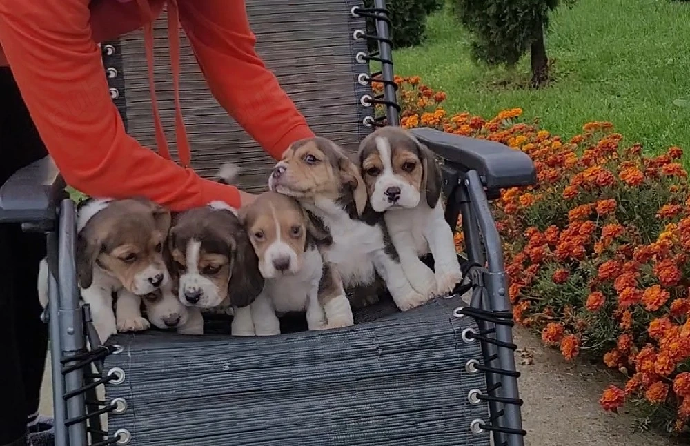 Catei beagle